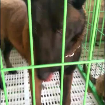 常年出售马犬，血统纯正，品质好，全国包邮