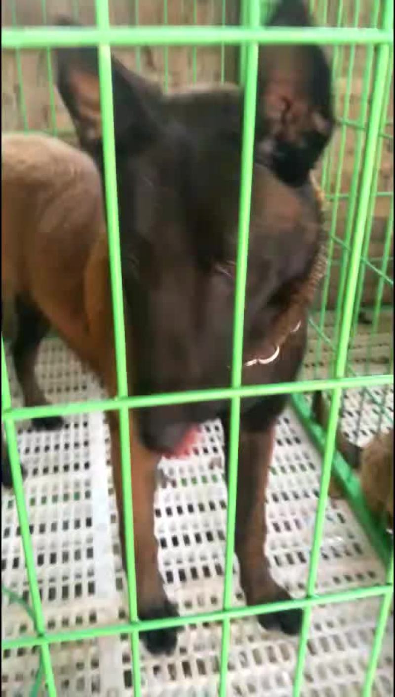 常年出售马犬，血统纯正，品质好，全国包邮