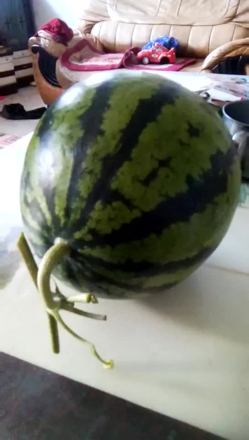 大西瓜