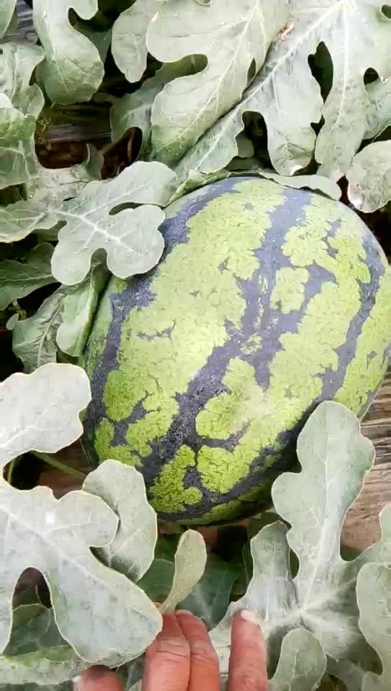 大西瓜
