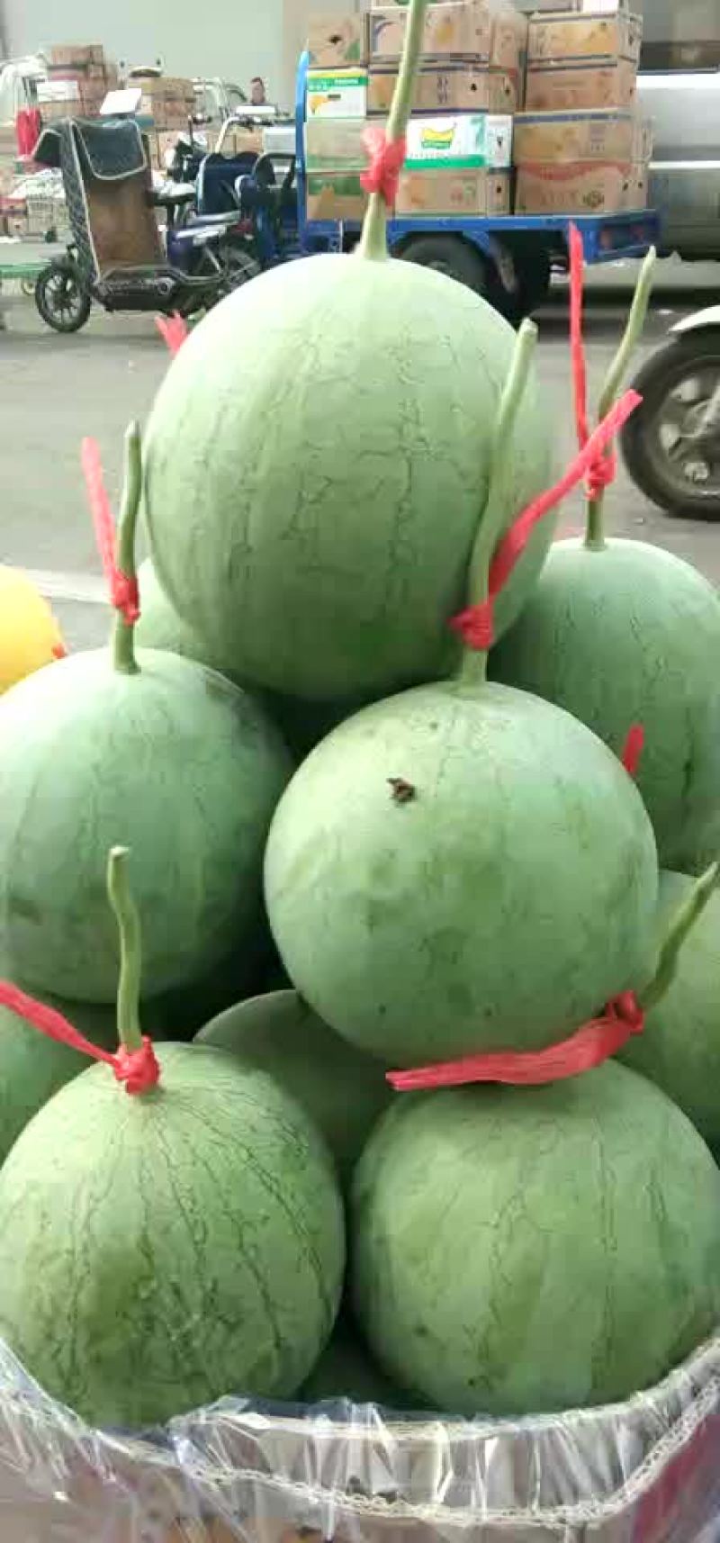 宁夏沙漠吊瓜