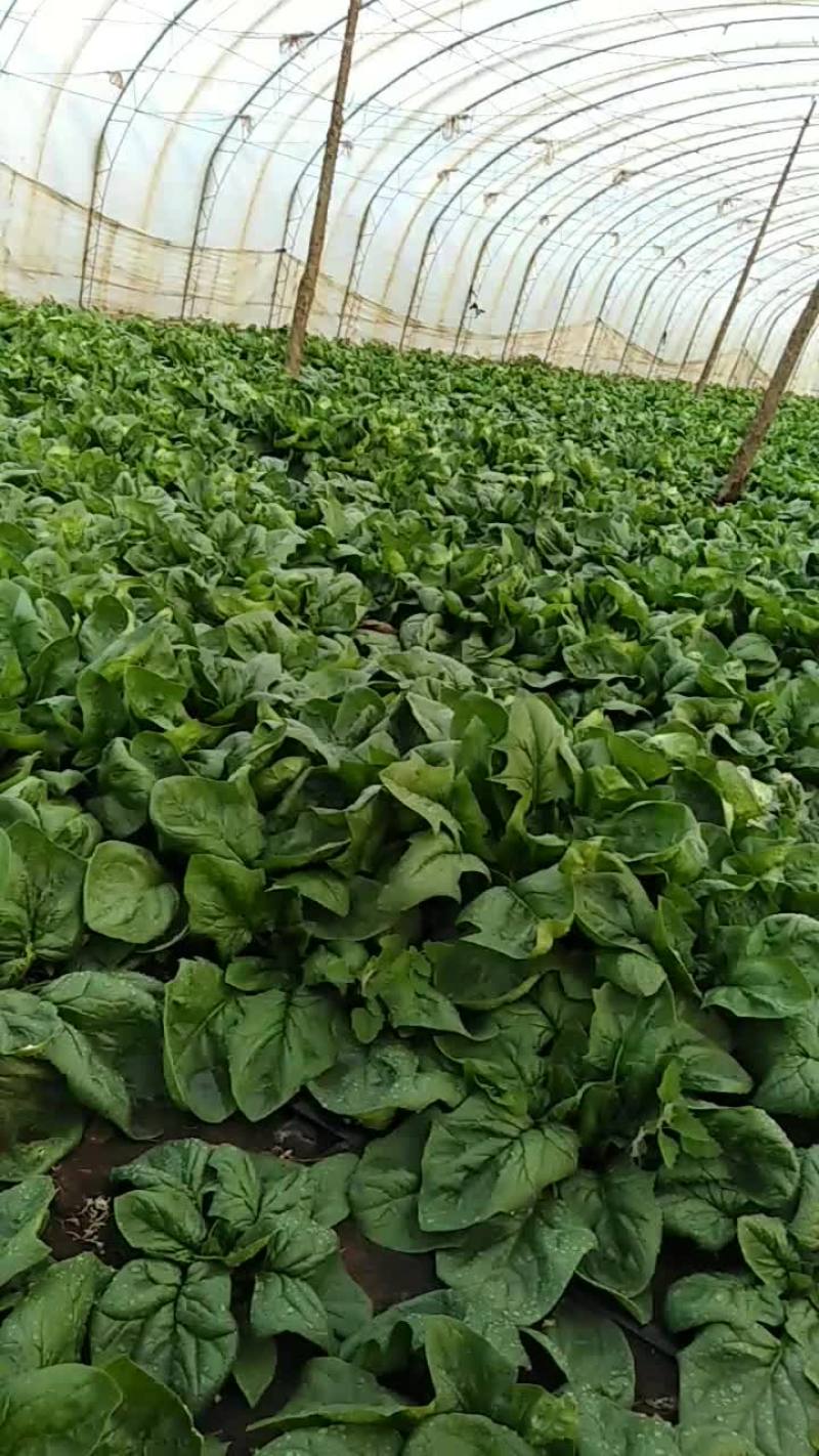 精品菠菜