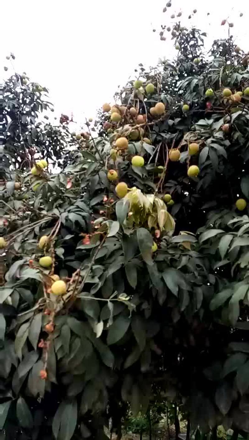荔枝