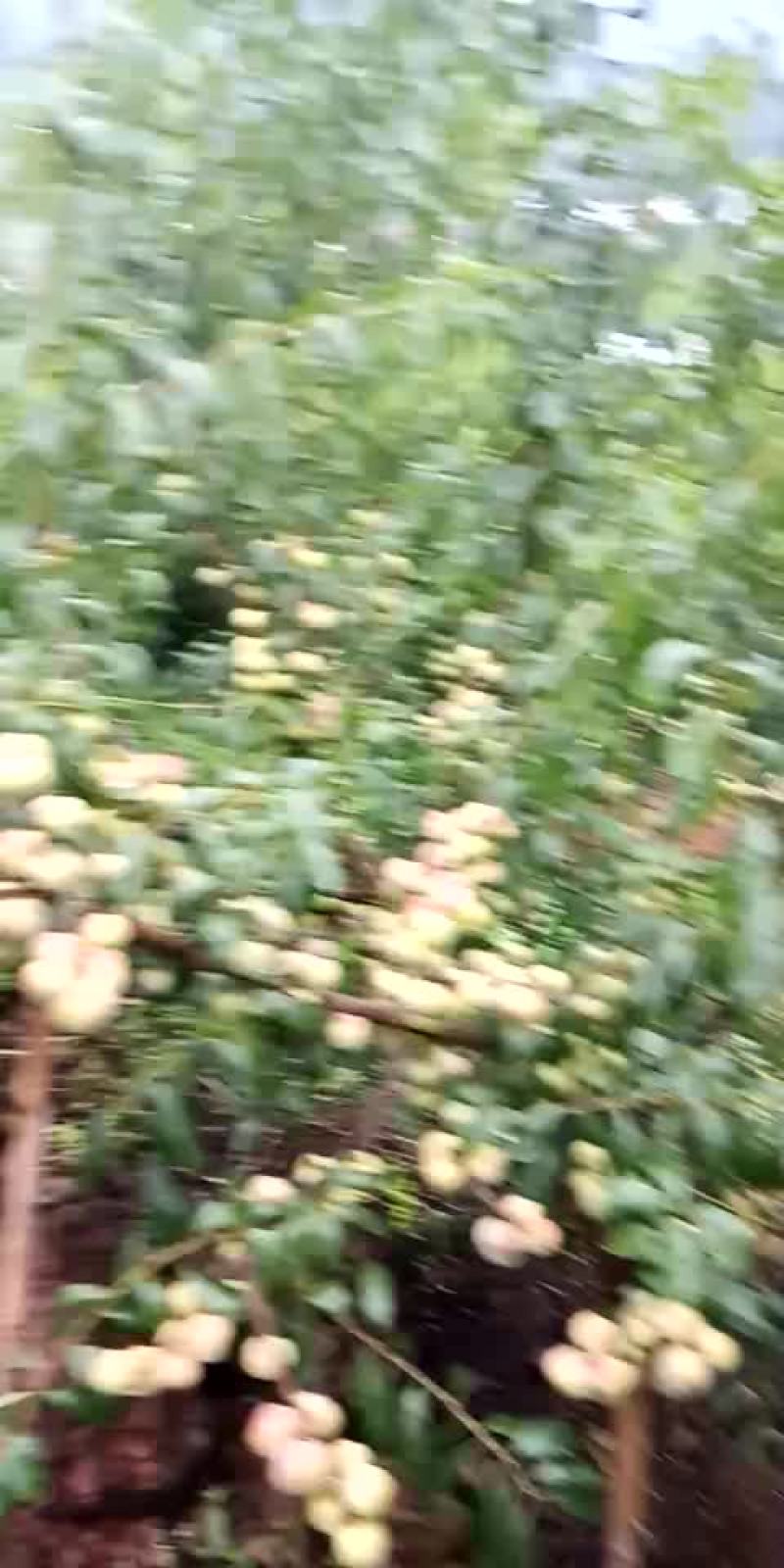 半边红李子