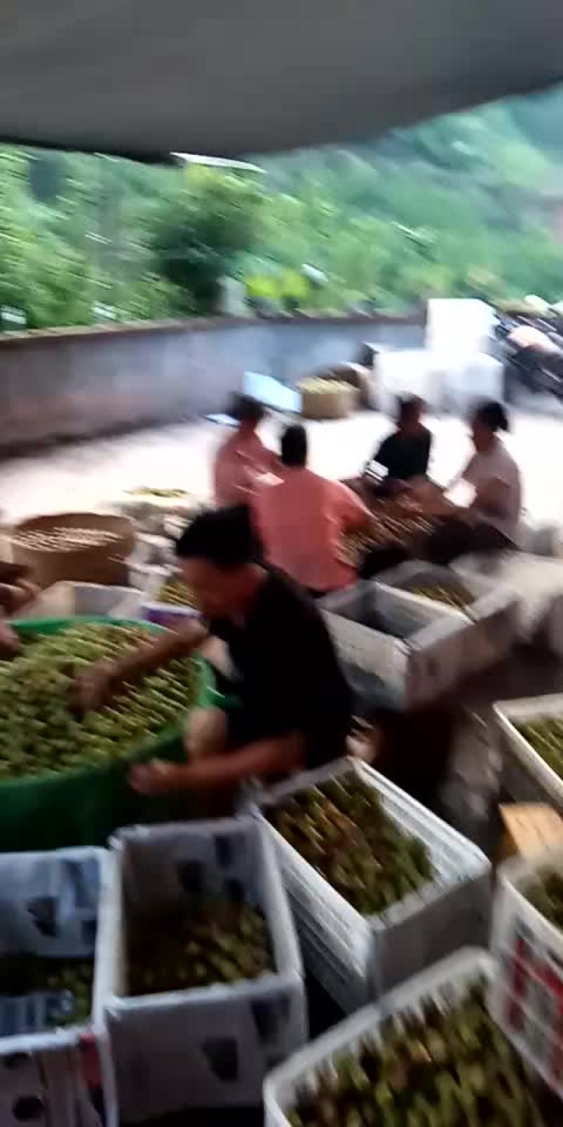 半边红李子