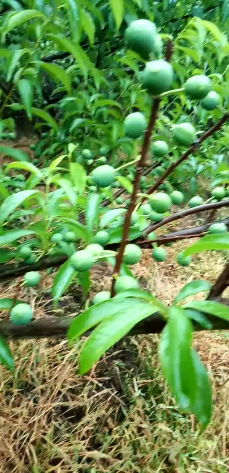 半边红李子