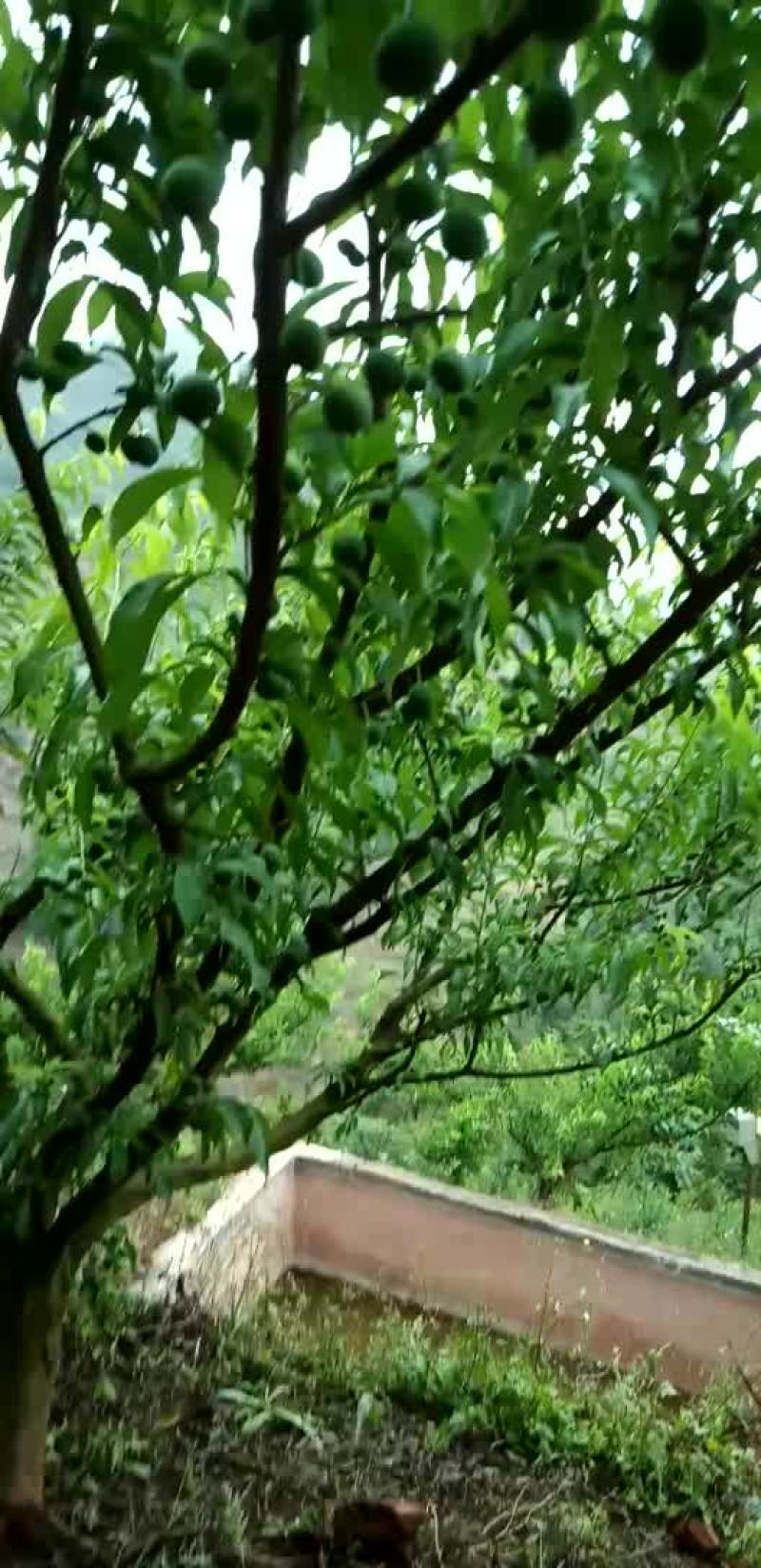 半边红李子