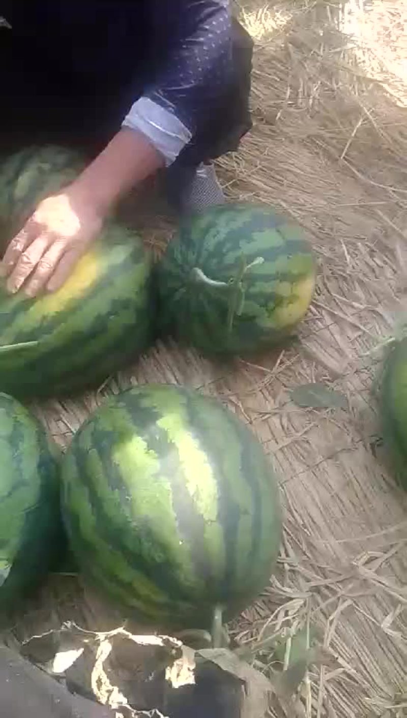 甜王西瓜