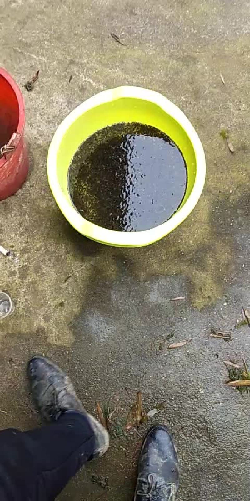 青蛙蝌蚪苗