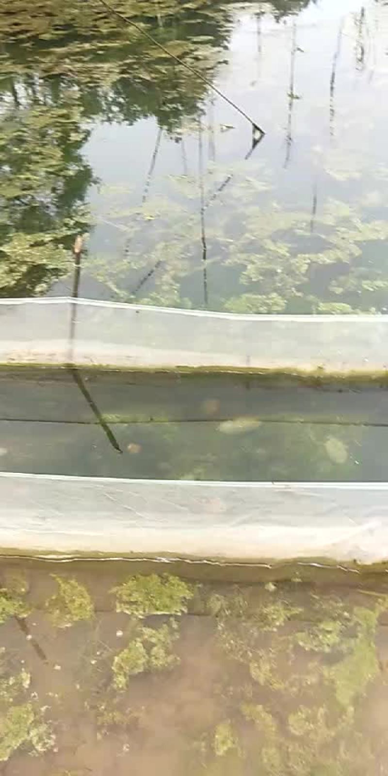 青蛙蝌蚪苗