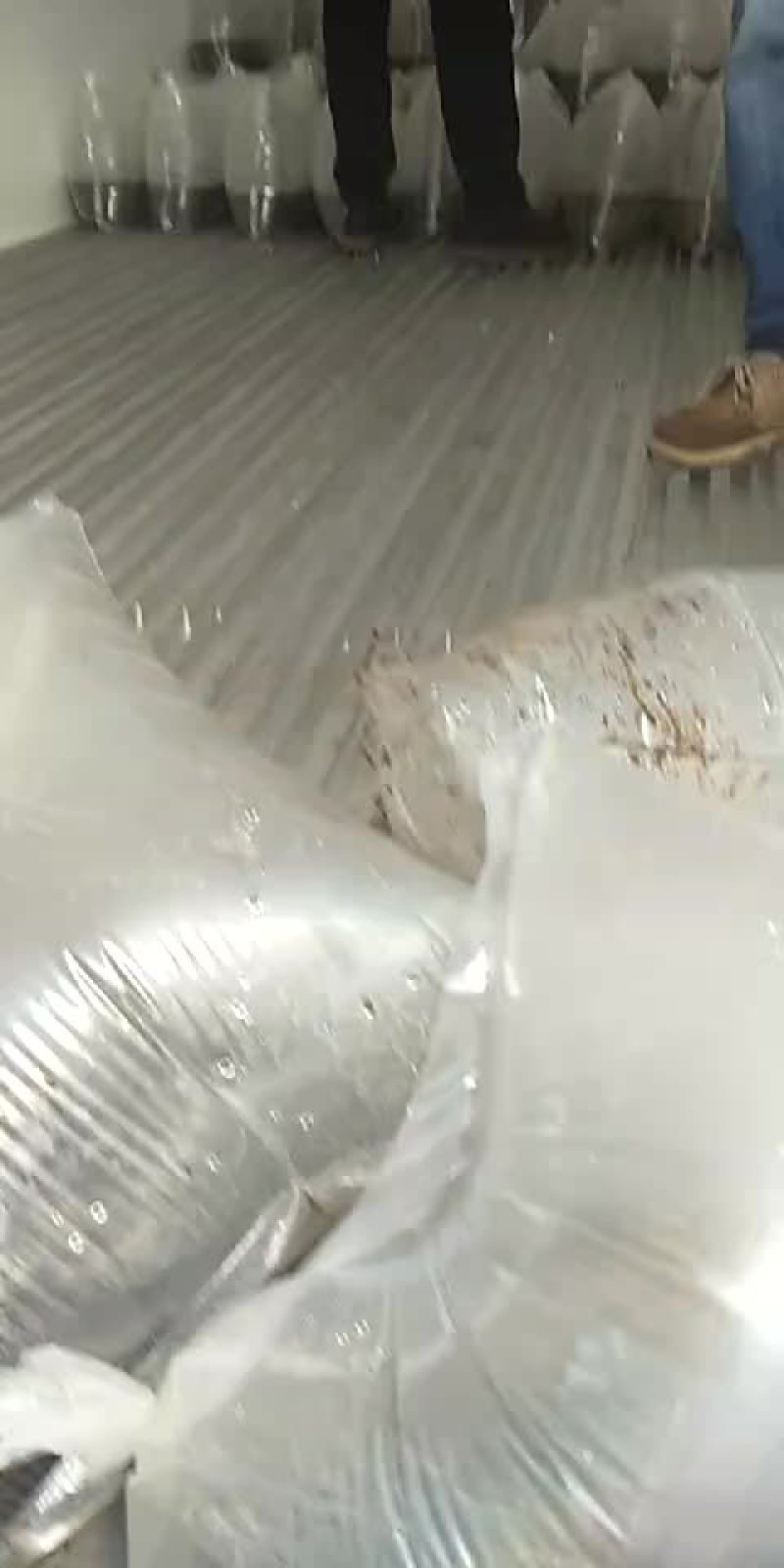 青蛙蝌蚪苗