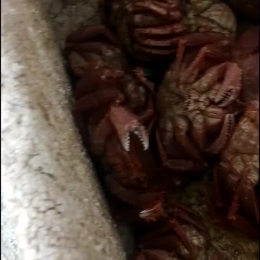 红毛蟹