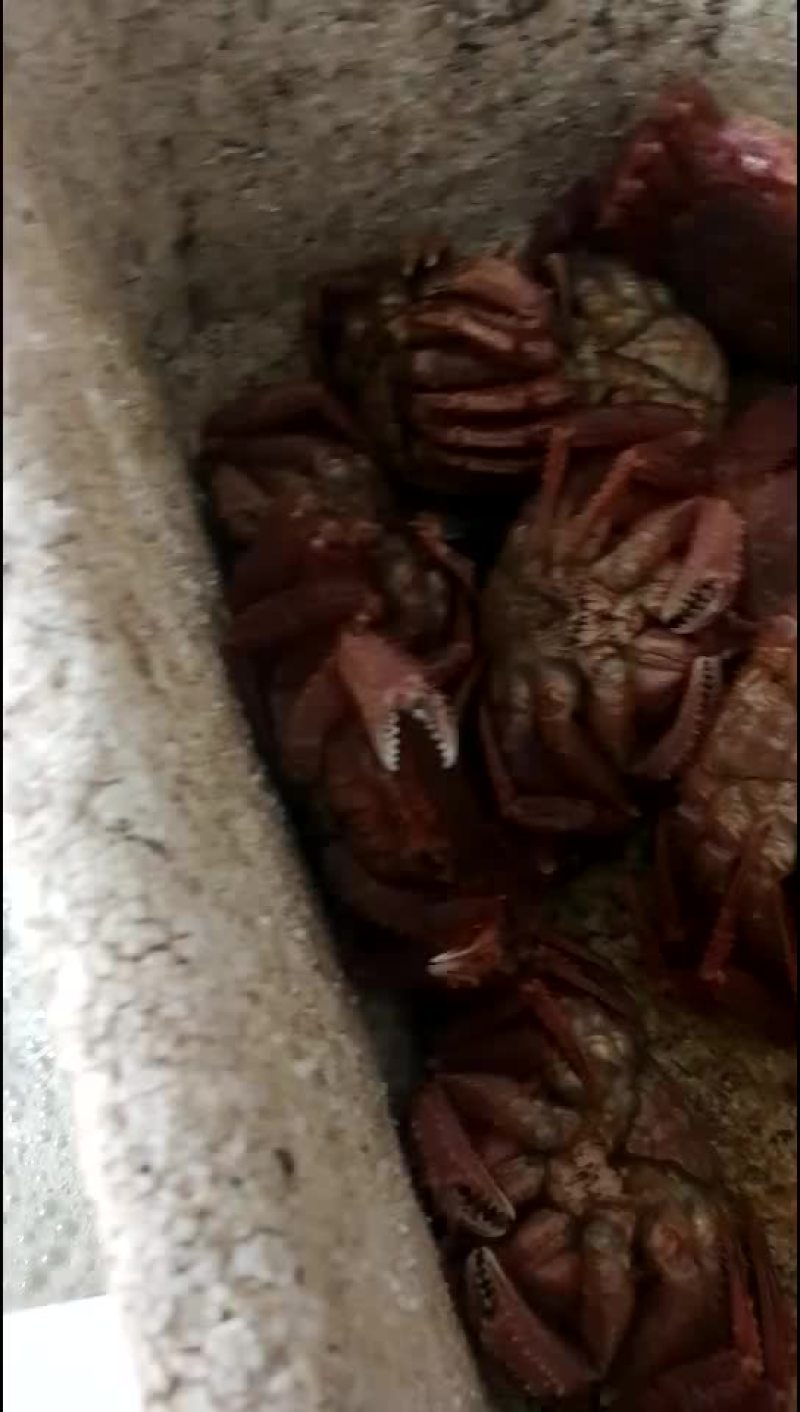 红毛蟹