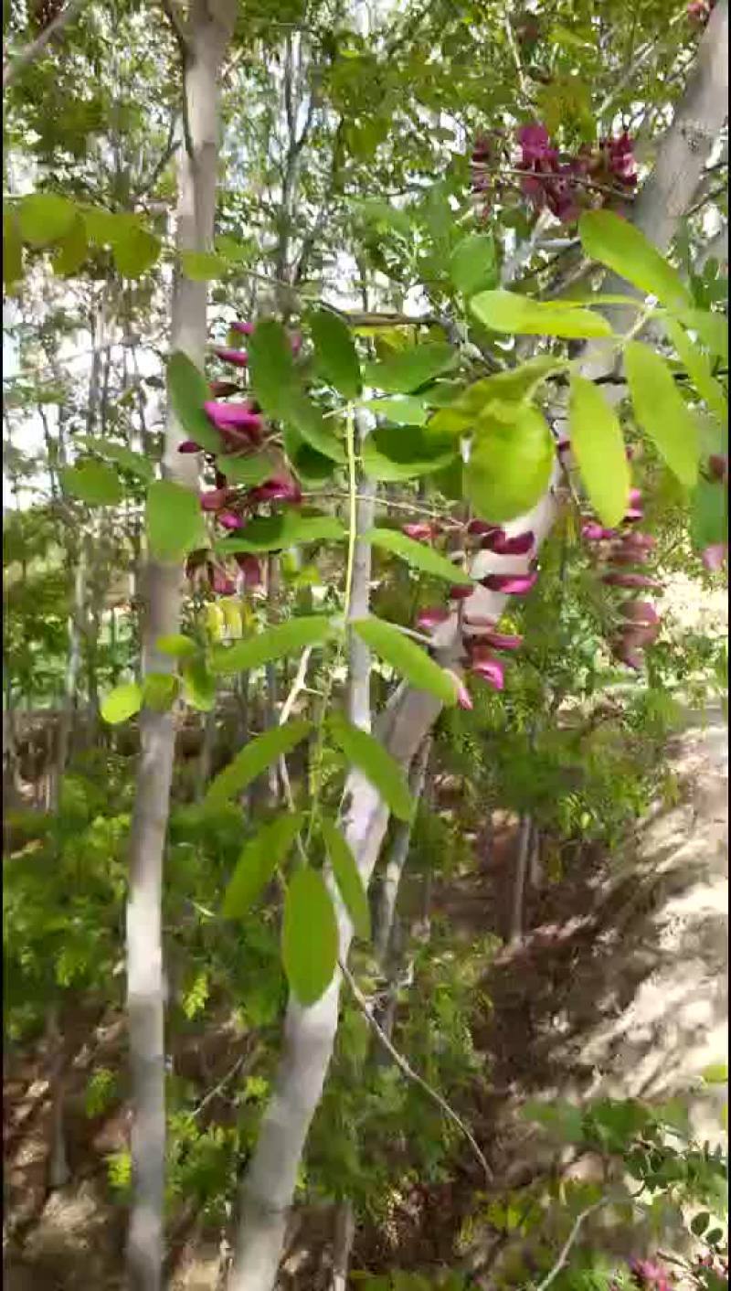 香花槐