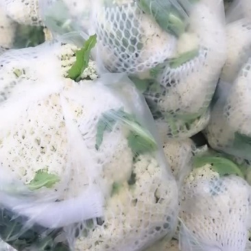 散花一个月后上市有需要的可以提前联系预约