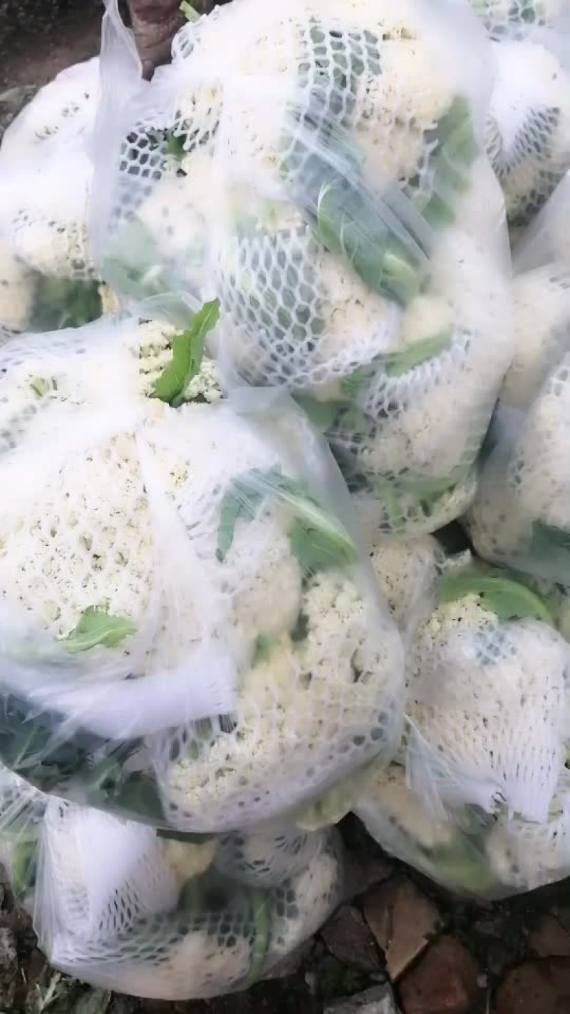 散花一个月后上市有需要的可以提前联系预约