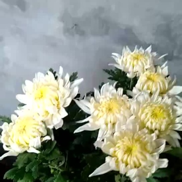 白菊花