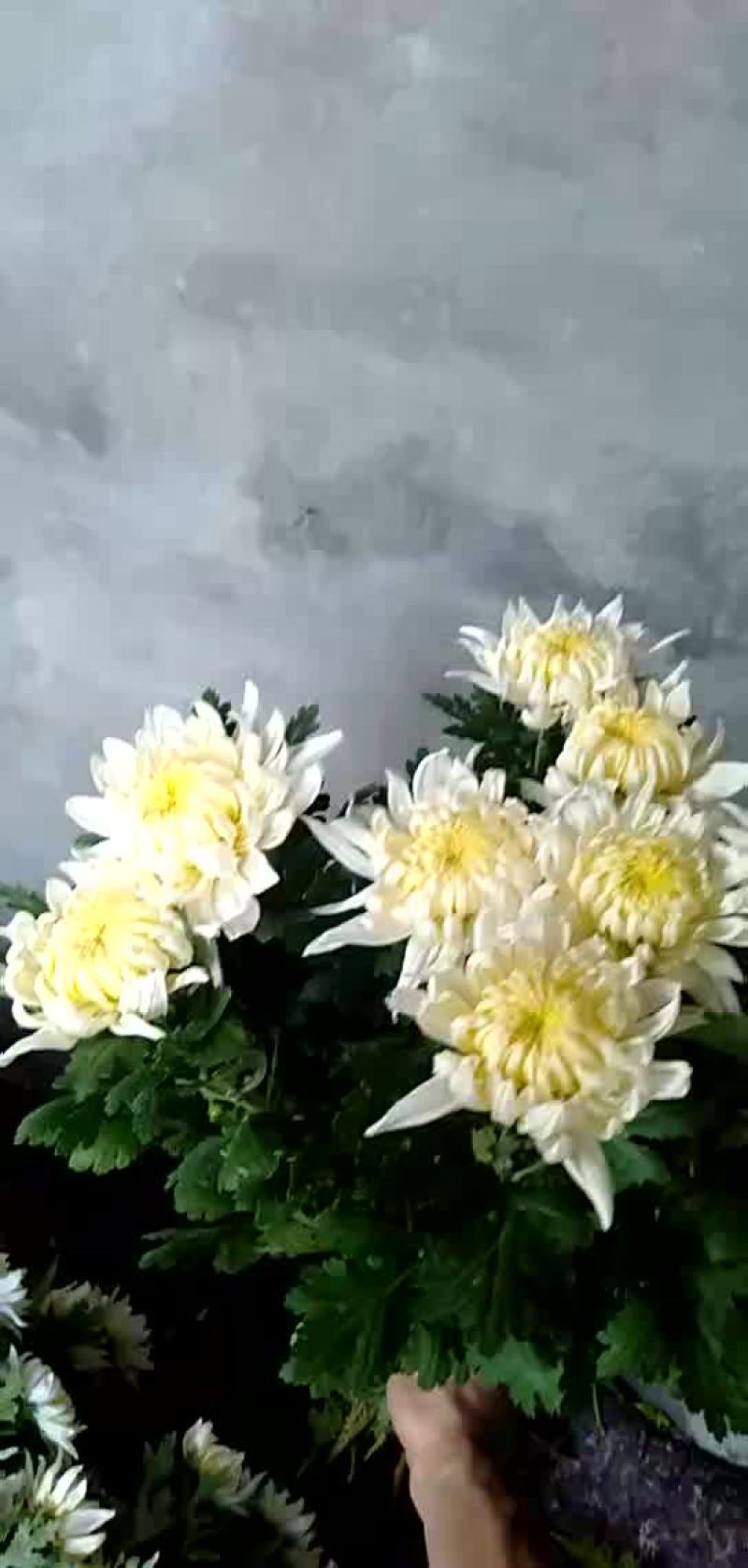 白菊花