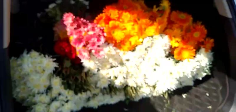 白菊花
