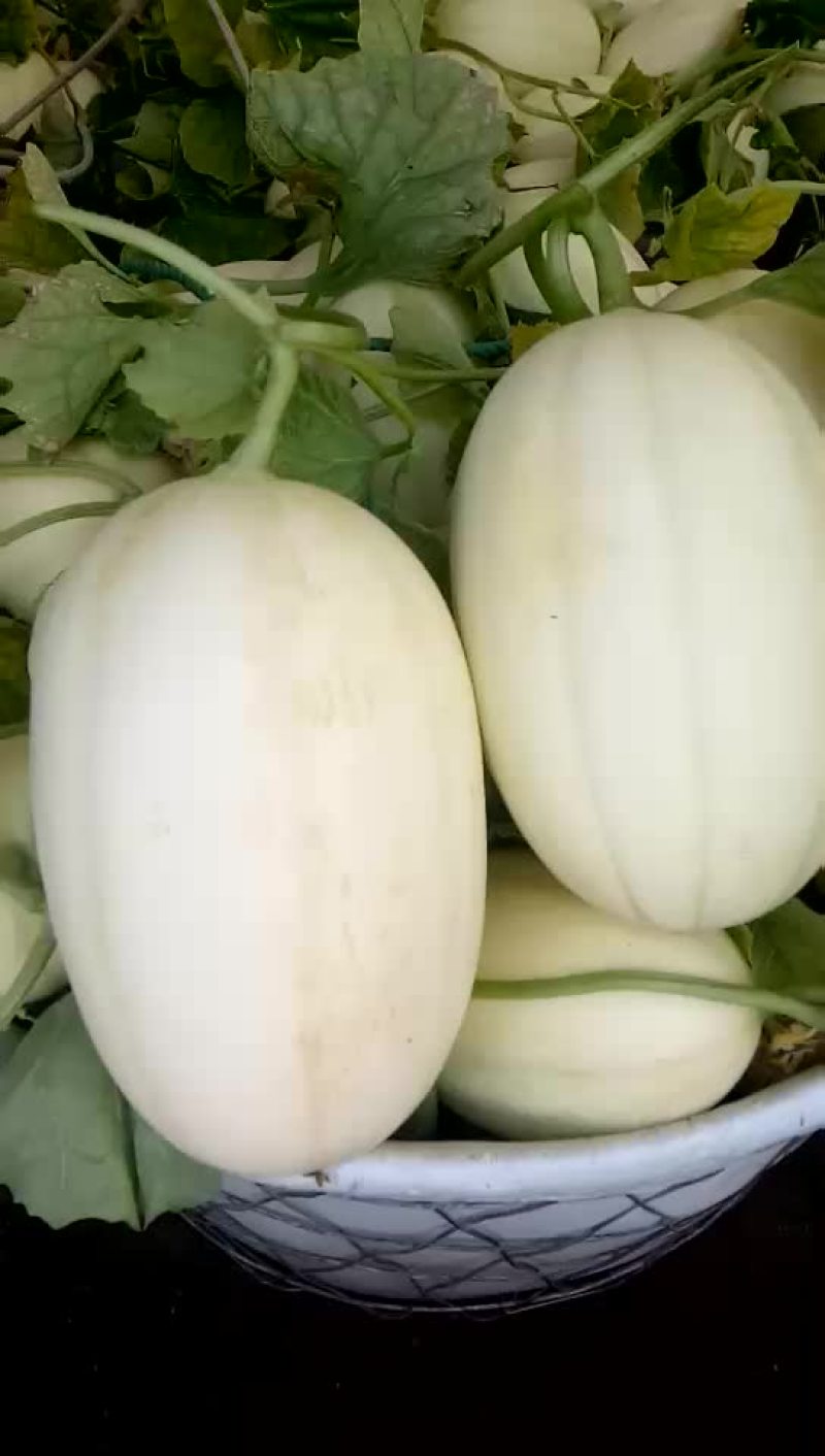 东方蜜一号