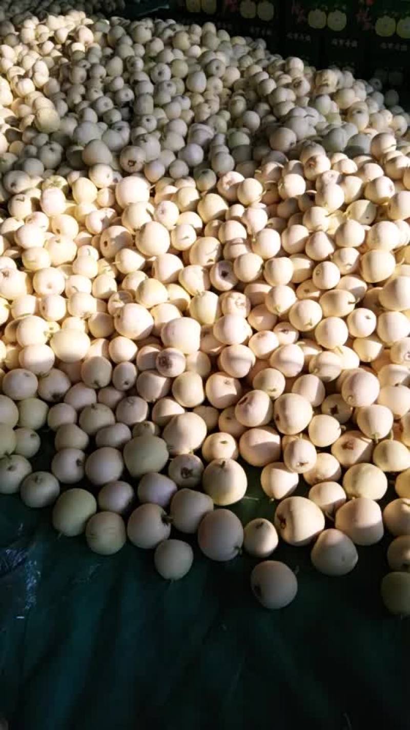 星甜20和小白瓜大量上市