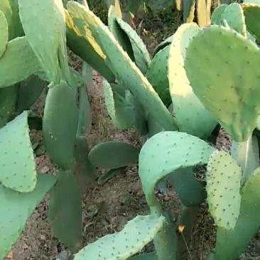 米邦塔仙人掌，叶片厚而且大