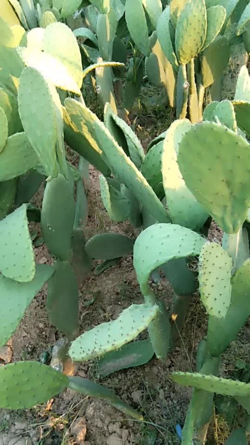 米邦塔仙人掌，叶片厚而且大