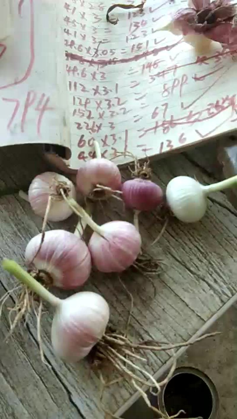 脱米蒜，杂交蒜，大量上市，需要的老板请于我联系。