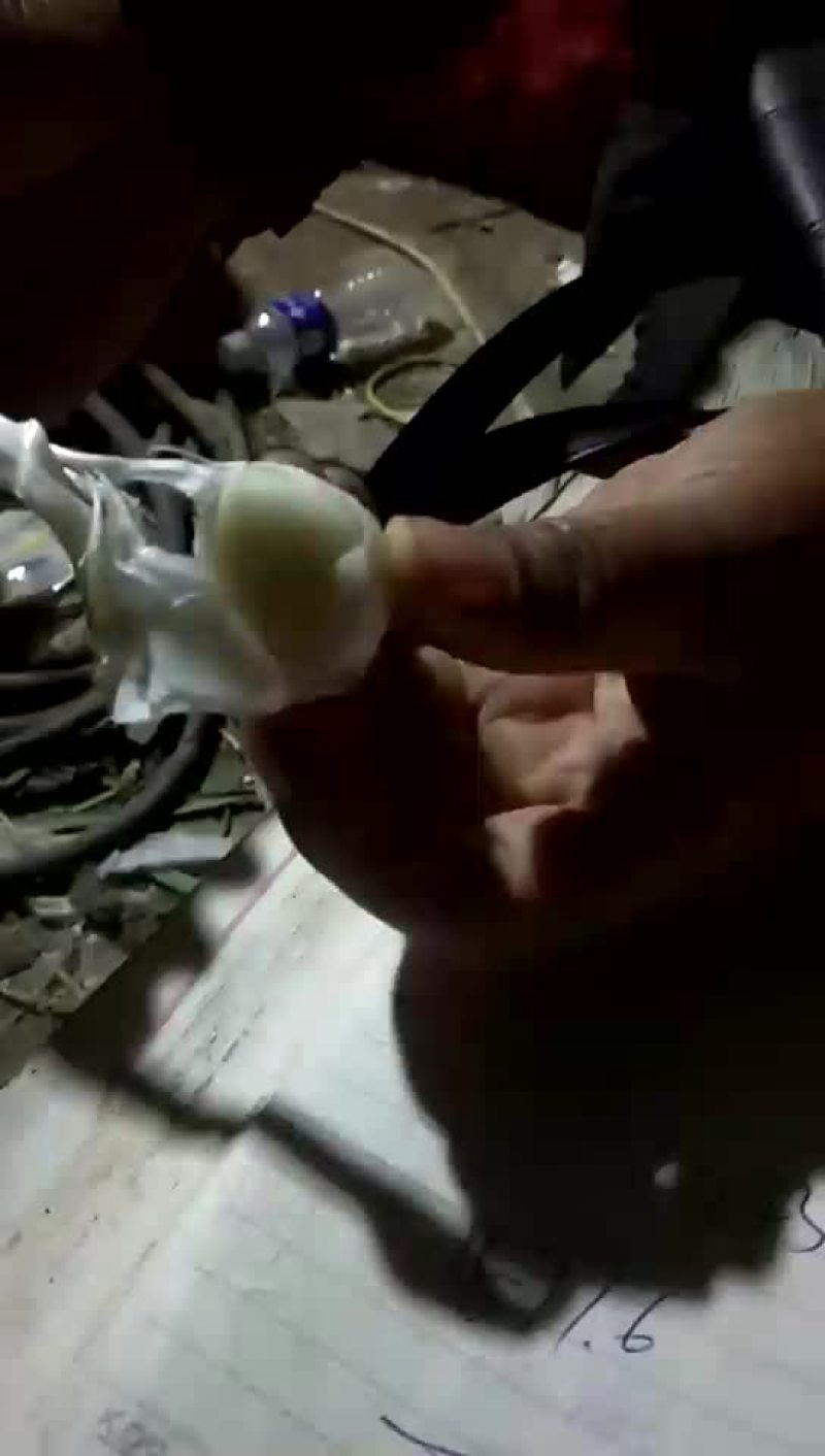 脱米蒜，杂交蒜，大量上市，需要的老板请于我联系。