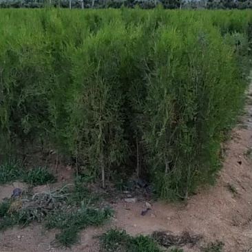 侧柏