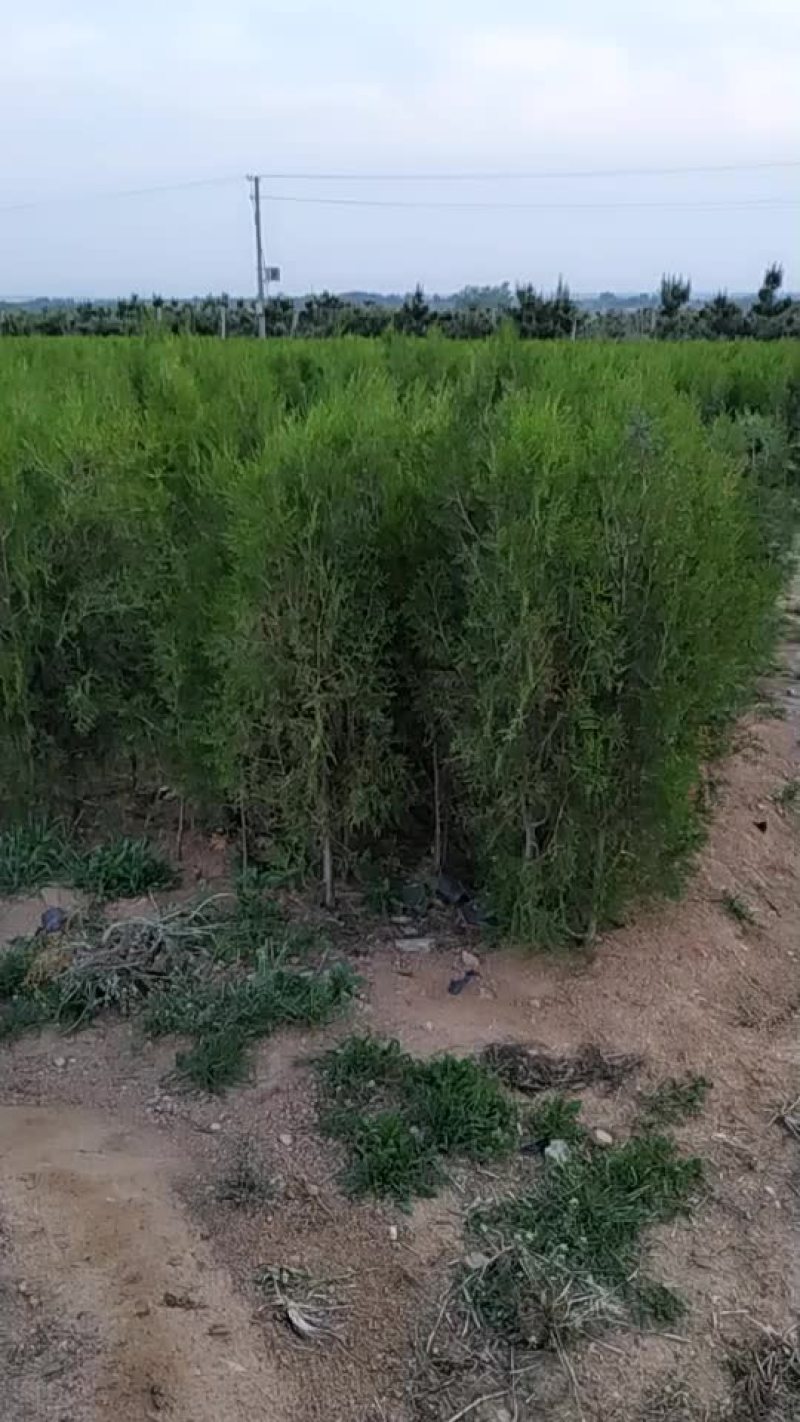 侧柏