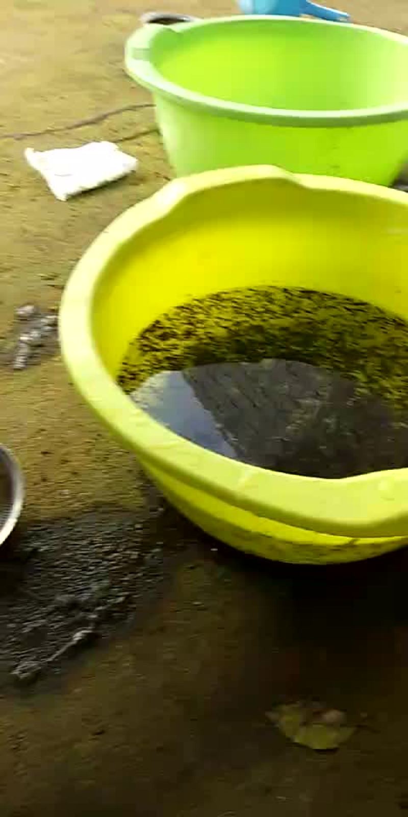 青蛙蝌蚪苗