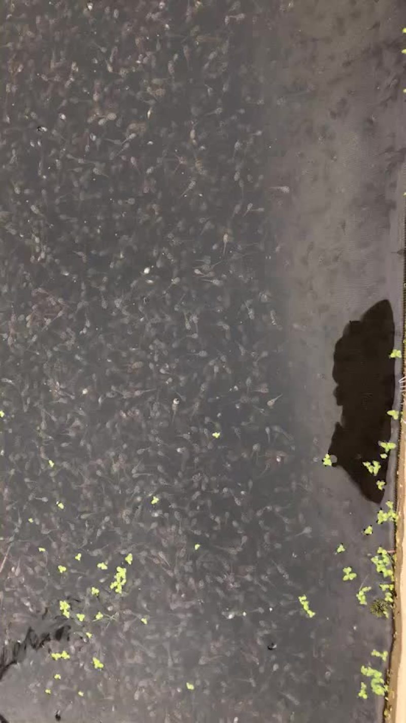 青蛙蝌蚪苗