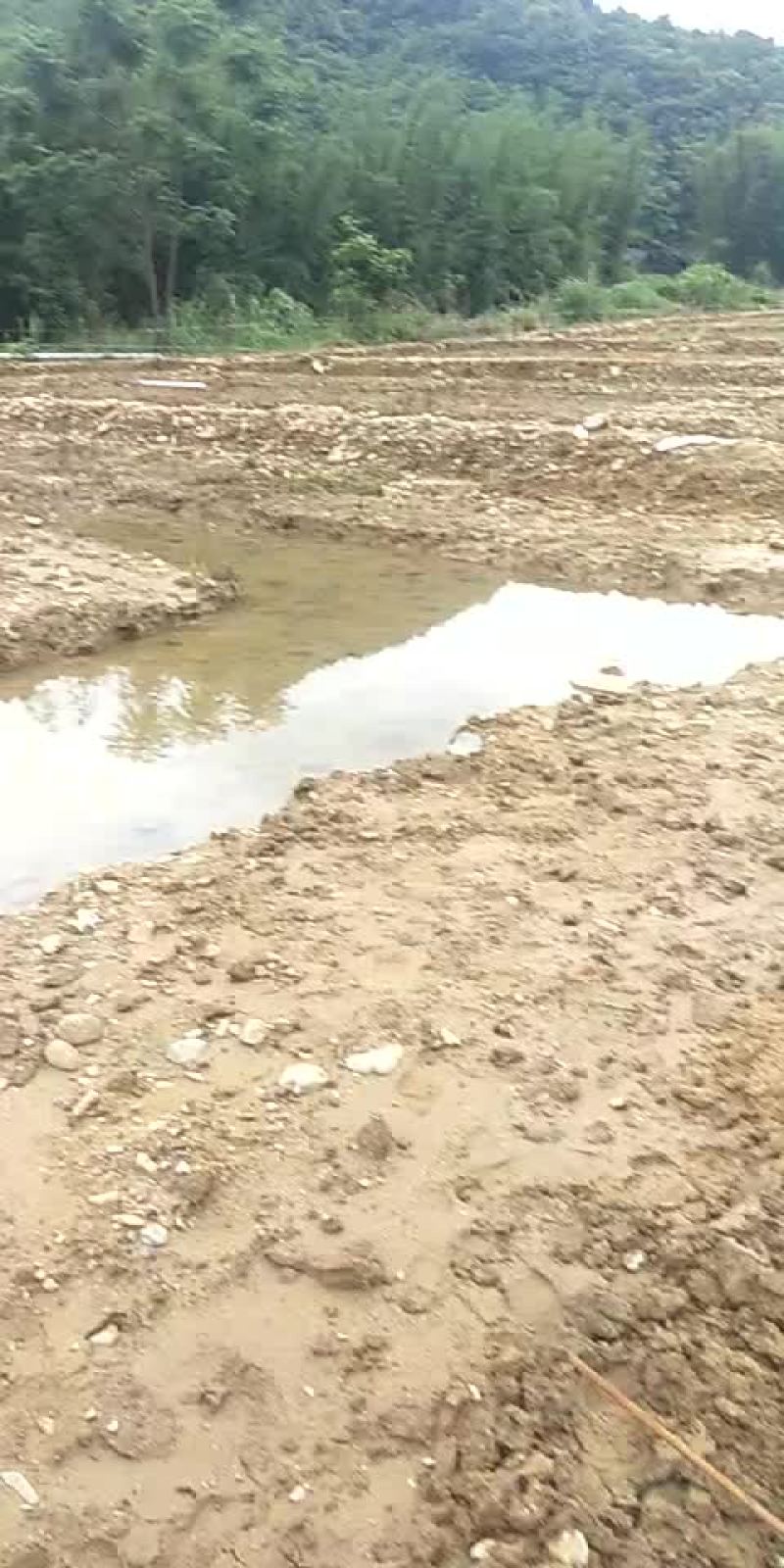 青蛙蝌蚪苗