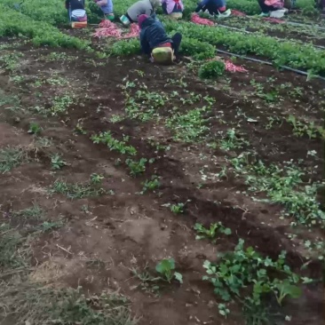 大叶香菜