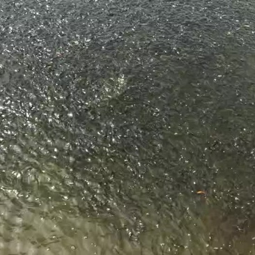 鲤鱼春苗便宜卖