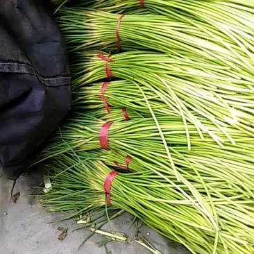 蒜苔大量上市了