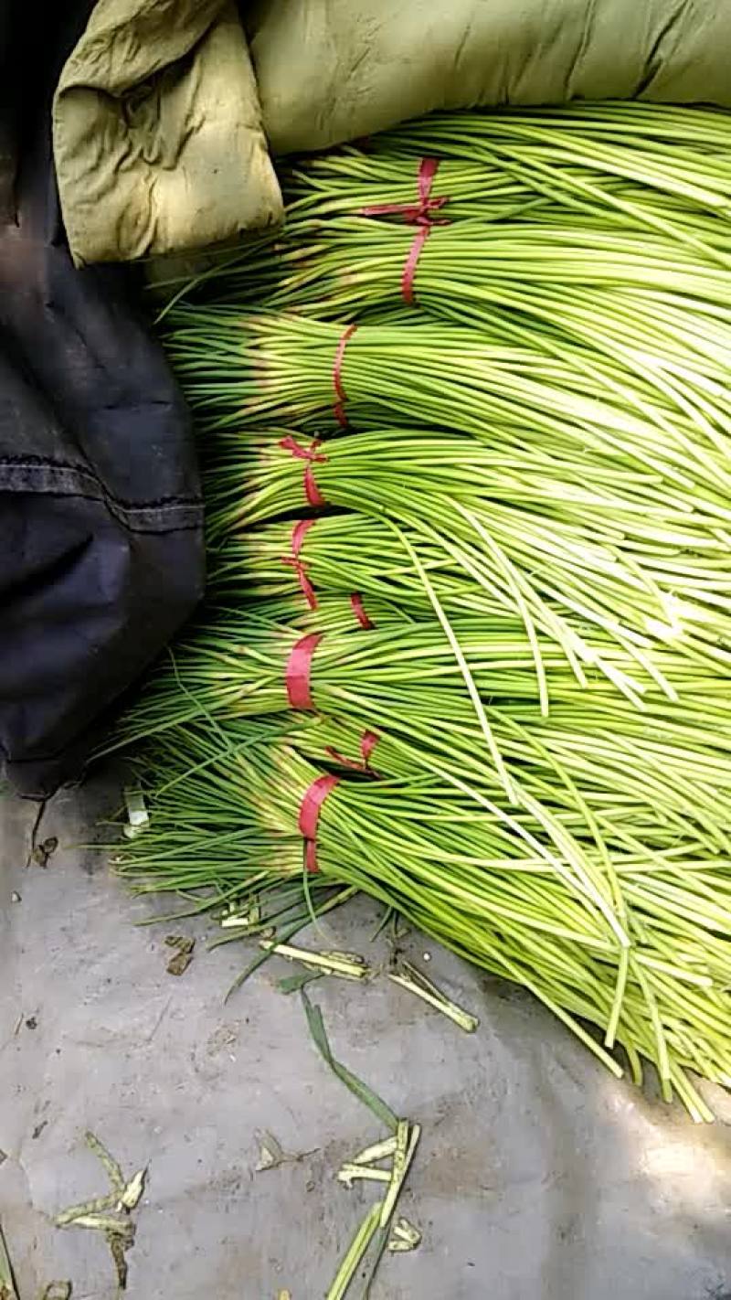 蒜苔大量上市了