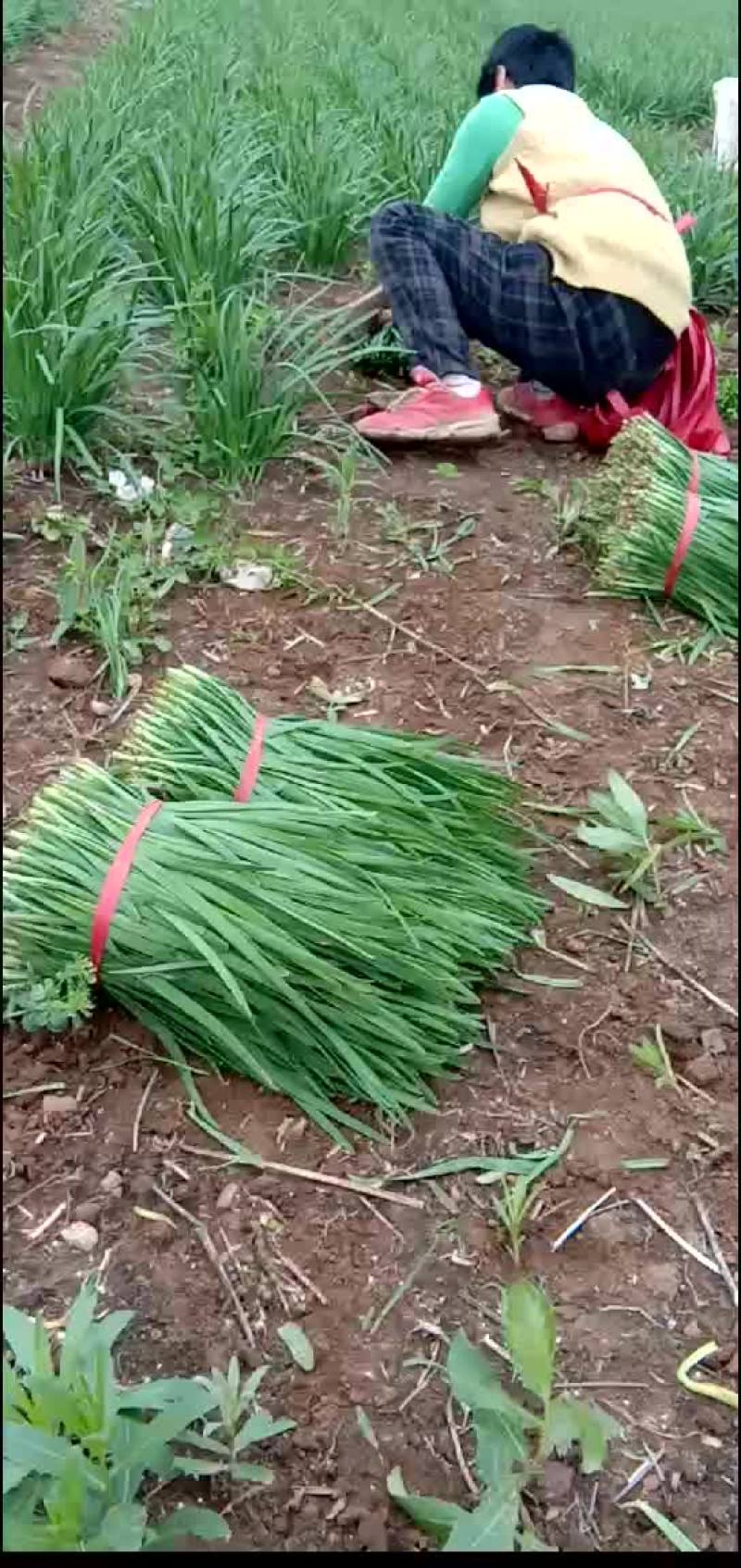 韭菜