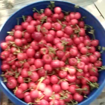 樱桃
