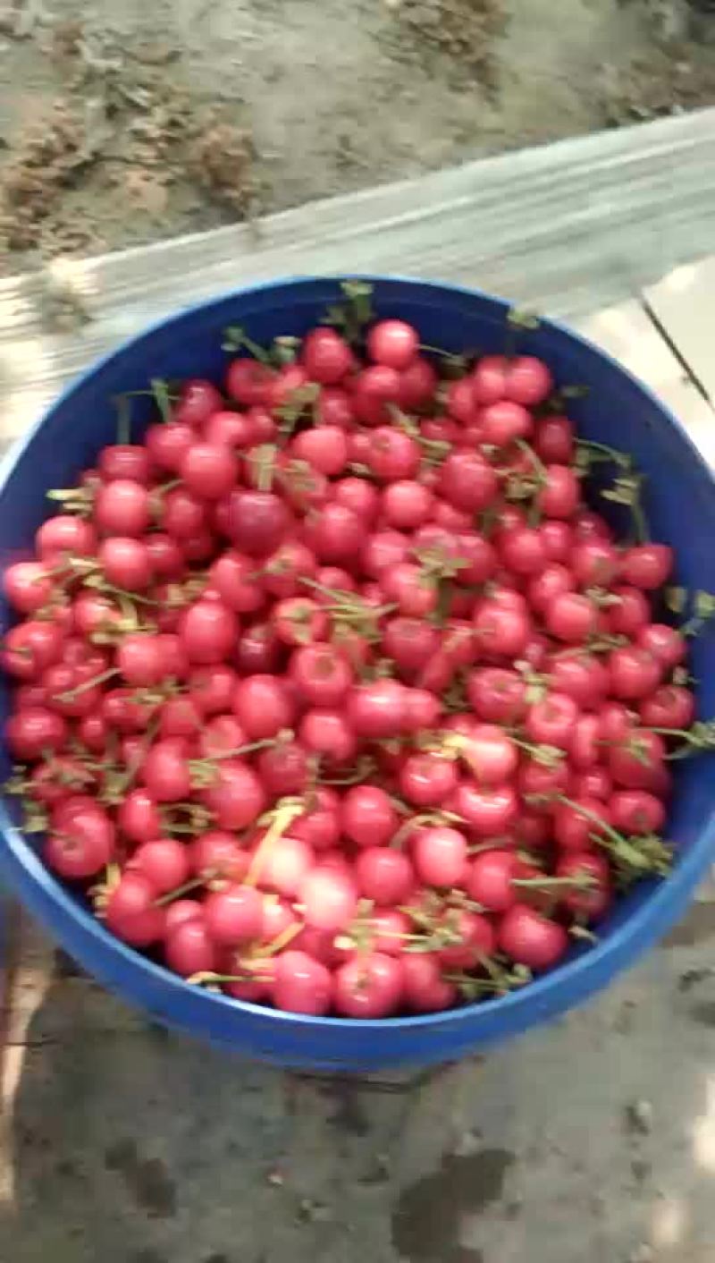 樱桃
