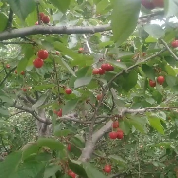 樱桃