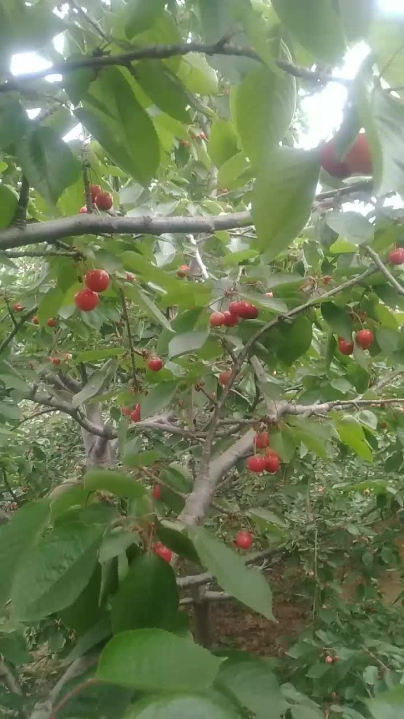 樱桃