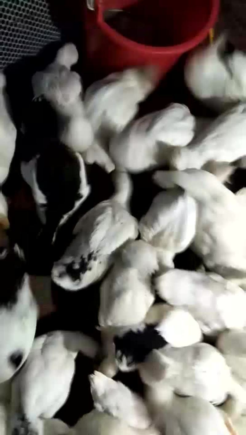 长期供应优质一级鸭苗。供应生态商品鸭。