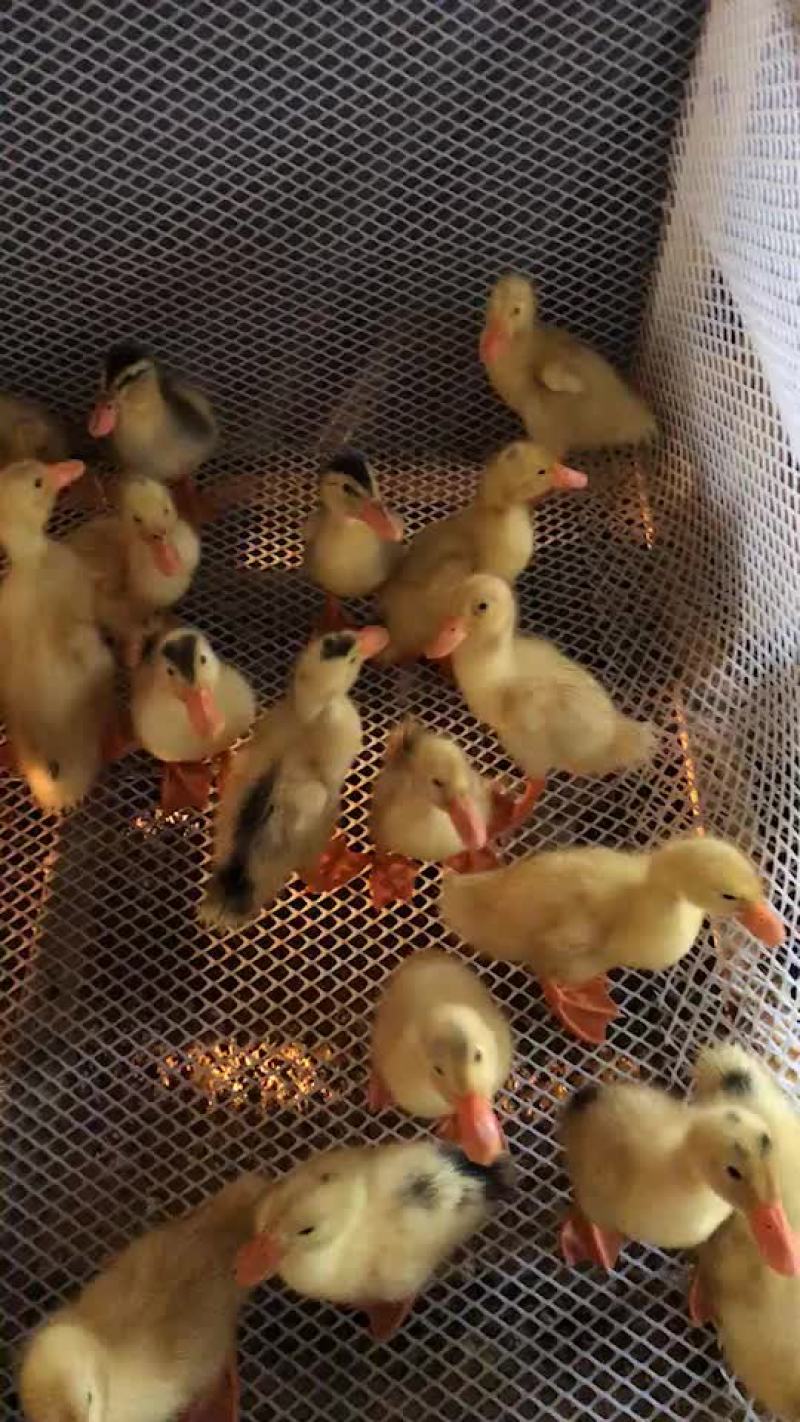 长期供应优质一级鸭苗。供应生态商品鸭。
