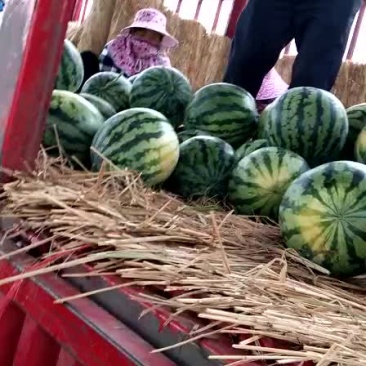速丽甜王西瓜08