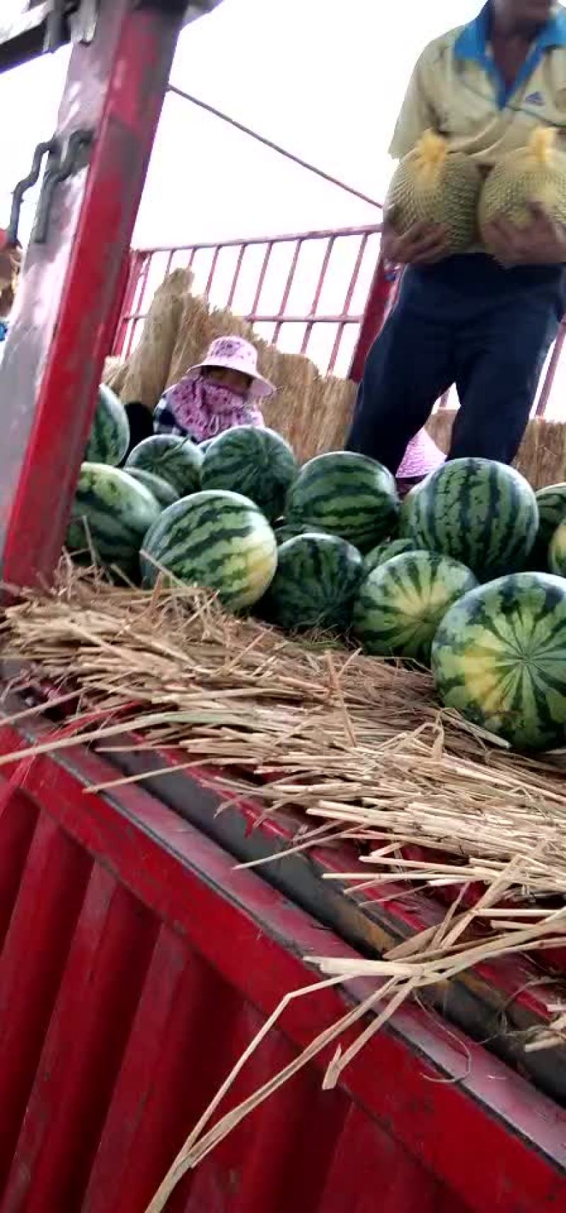 速丽甜王西瓜08