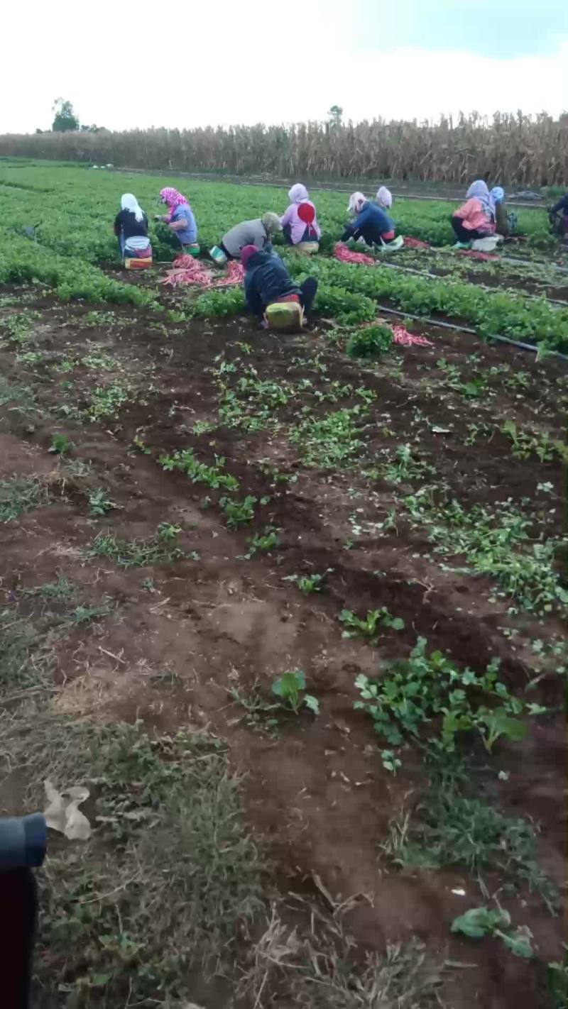 大叶菠菜