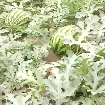 甜王西瓜，无籽甜王，有籽甜王