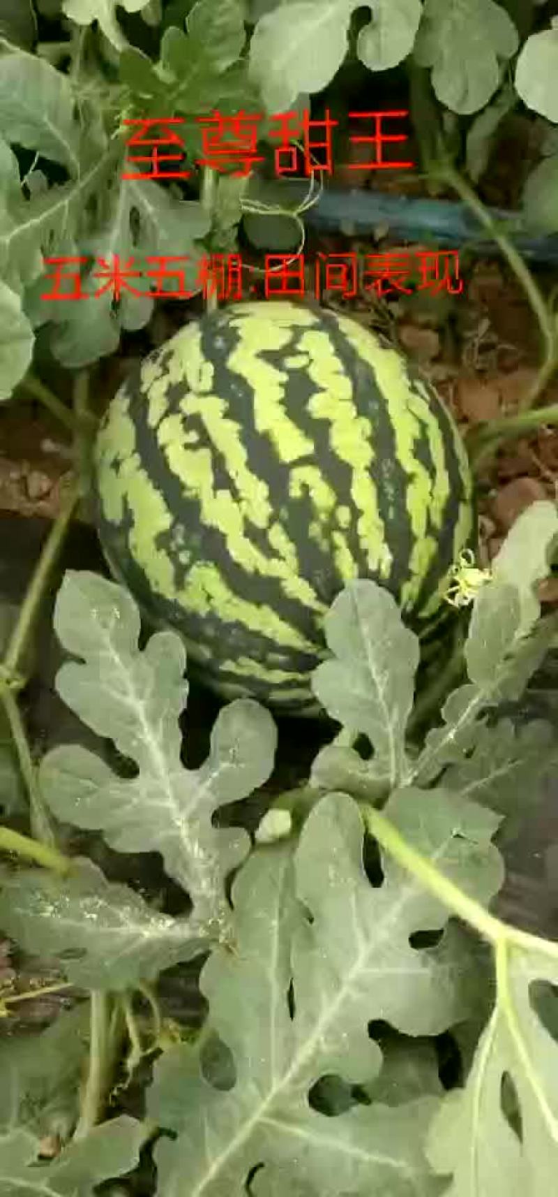 甜王西瓜，无籽甜王，有籽甜王